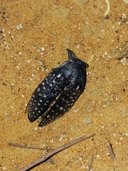 Julodis