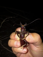 Anthracocentrus arabicus