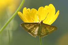 Paratalanta pandalis