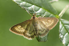 Paratalanta pandalis