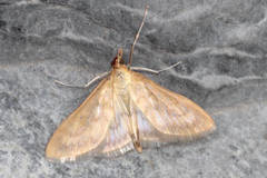 Paratalanta pandalis