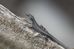 Emoia atrocostata