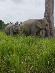 Elephas maximus