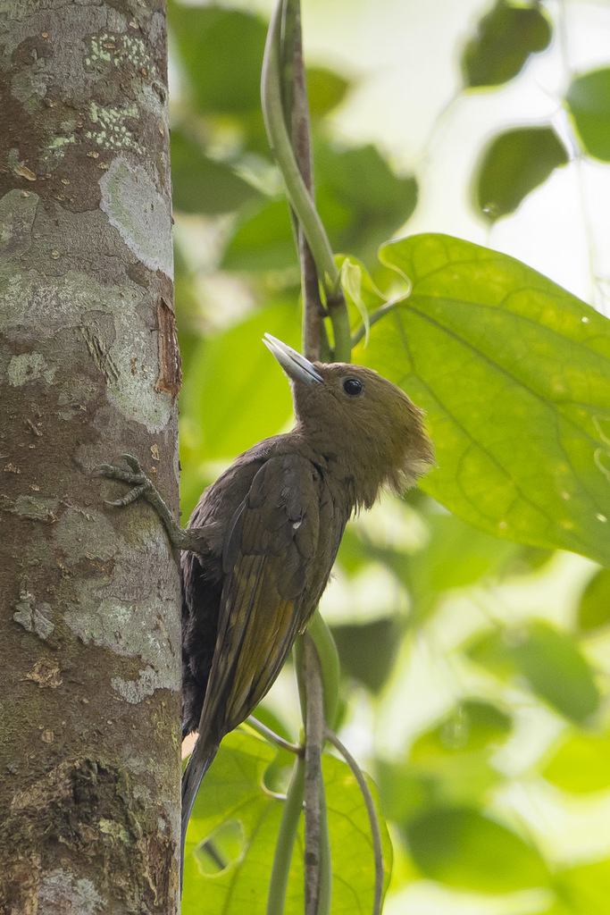 Bamboo Woodpecker