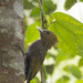 Bamboo Woodpecker - Photo (c) Ben Tsai蔡維哲, some rights reserved (CC BY-NC), uploaded by Ben Tsai蔡維哲