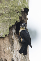 Microhierax fringillarius