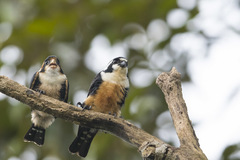 Microhierax fringillarius