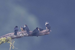 Microhierax fringillarius