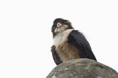 Microhierax fringillarius