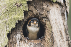 Microhierax fringillarius