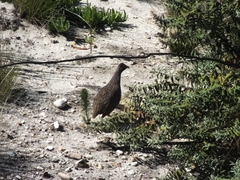 Pternistis afer castaneiventer