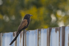 Lesser Coucal photo 2