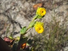 Hermannia aff-denudata