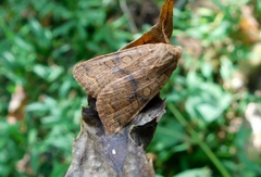 Xylenini