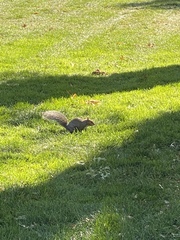 Sciurus carolinensis