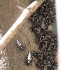 Cerastipsocus trifasciatus