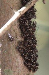 Cerastipsocus trifasciatus