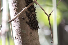 Cerastipsocus trifasciatus