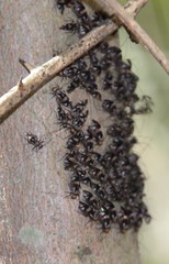 Cerastipsocus trifasciatus