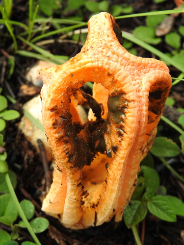 column stinkhorn