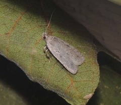 Agonopterix ocellana