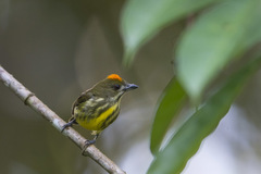 Yellow-Breasted Flowerpecker photo 3