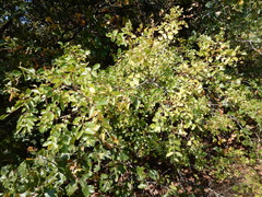 Zanthoxylum hirsutum