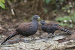 Polyplectron inopinatum