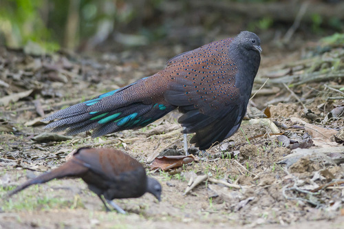 Mountain Peacock-Pheasant