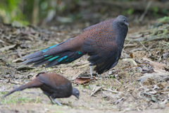 Polyplectron inopinatum