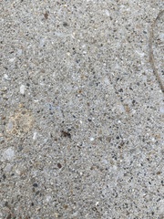 Formicidae