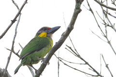 Psilopogon chrysopogon
