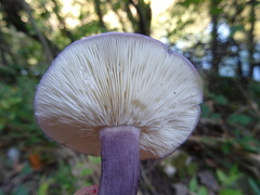 Calocybe ionides