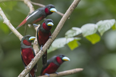 Cymbirhynchus macrorhynchos