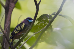 Eurylaimus javanicus