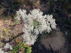 Eriogonum annuum