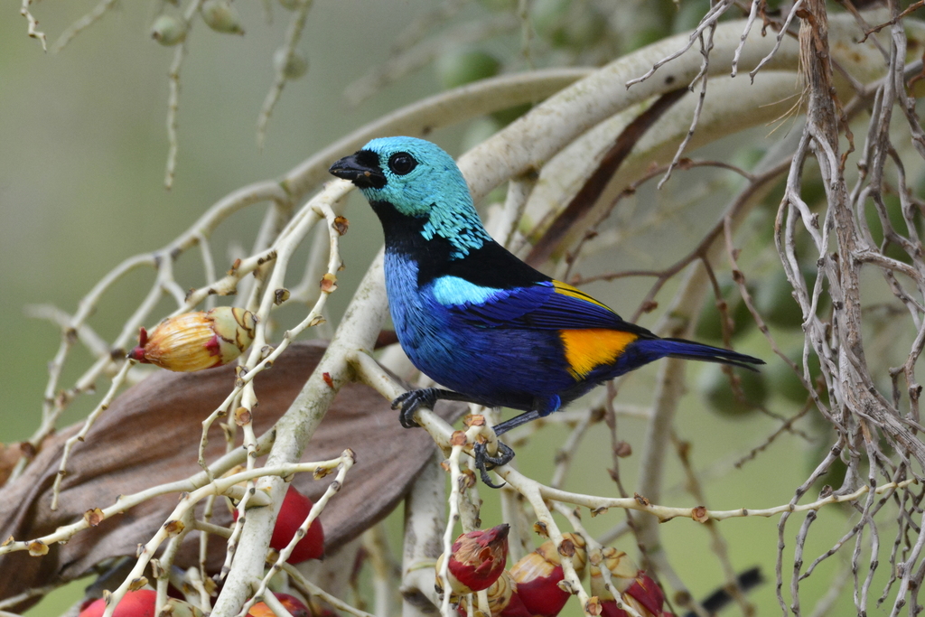 Seven-colored Tanager (Tangara fastuosa)