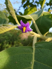 Solanum mitlense