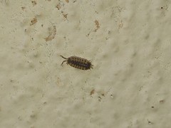 Proporcellio vulcanius