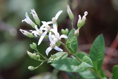 Doellingeria sericocarpoides