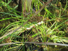 Cyperus diandrus