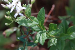 Doellingeria sericocarpoides