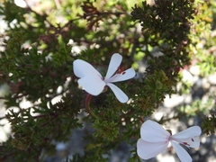 Pelargonium ternatum