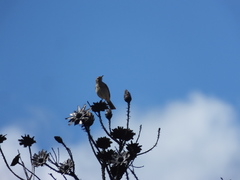 Anthus nicholsoni nicholsoni