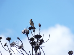 Anthus nicholsoni nicholsoni