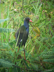 Porphyrio alleni