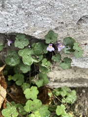 Cymbalaria muralis