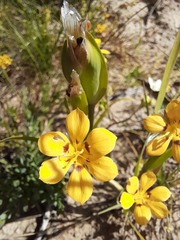 Sisyrinchium graminifolium