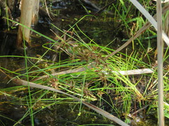 Cyperus diandrus