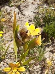 Sisyrinchium graminifolium